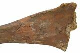 Fossil Hadrosaur (Edmontosaurus) Tibia - Wyoming #304607-4